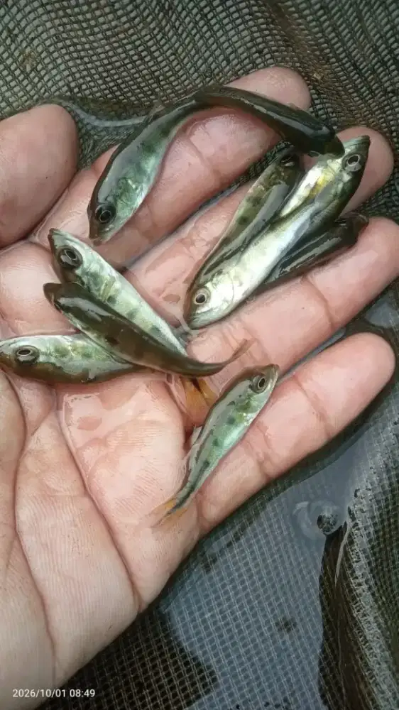 Pbas kalbery 5-6cm