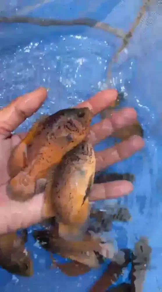 Ikan Oscar tembaga 10-12 cm