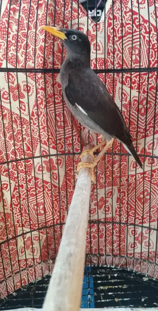 Jalak Kebo Jantan Mulus Mata Putih Sudah Rajin Bunyi Isian Banyak
