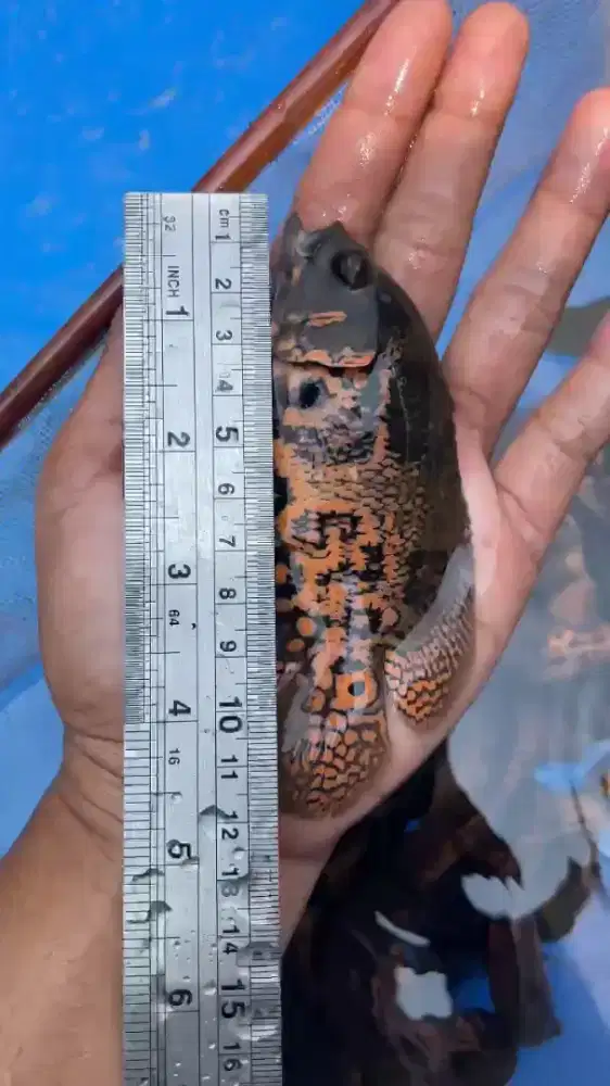 Ikan Oscar Tiger good marking 10-12cm
