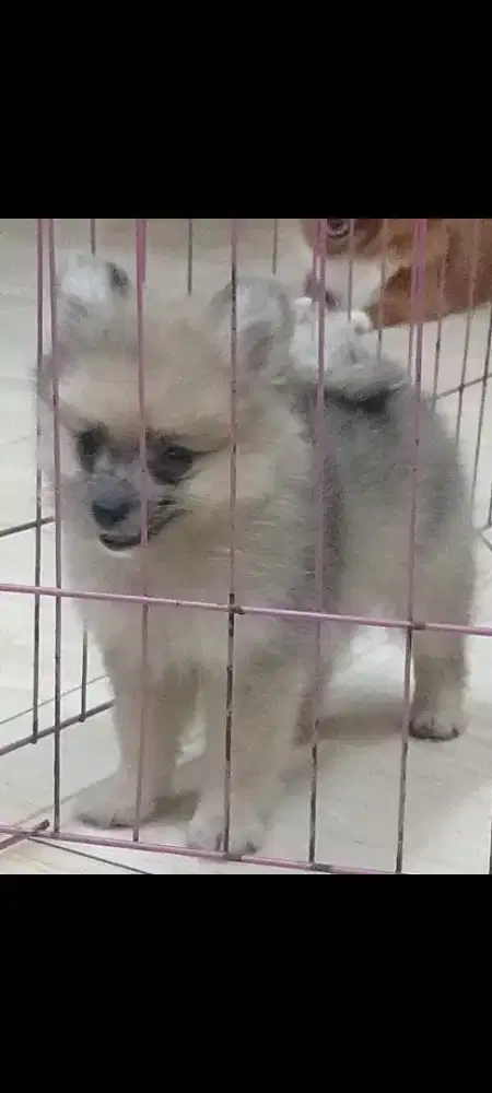 Minipom Blue Sable