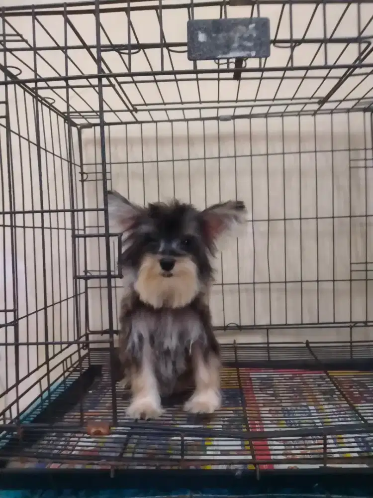 Anjing yorkshire terrier