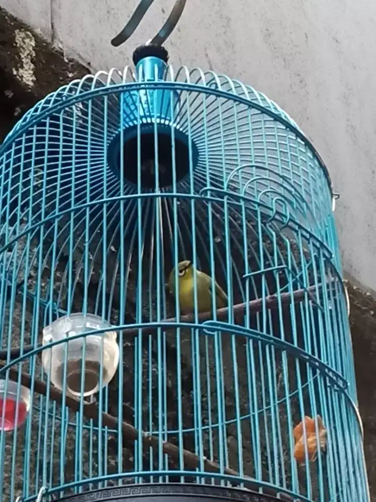 Burcil bahan rawatan aman pur