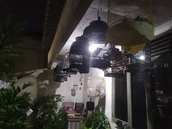 Perkutut Lokal Alam