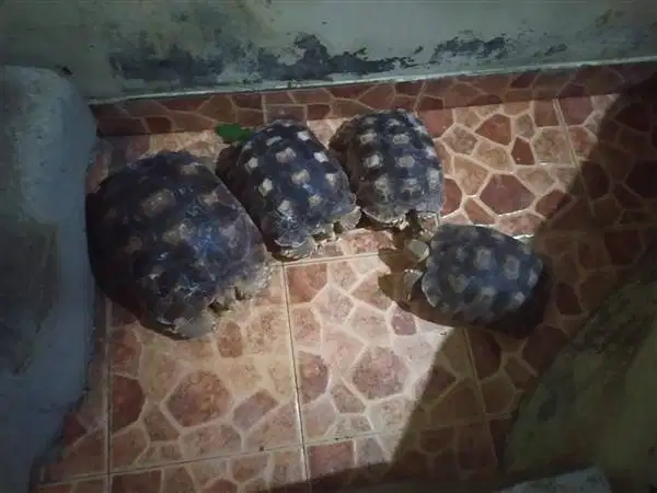 Kura Sulcata Borongan