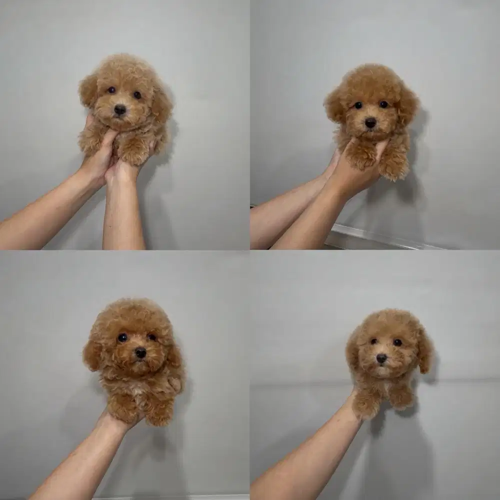 Poodle super kecil mungil cakep