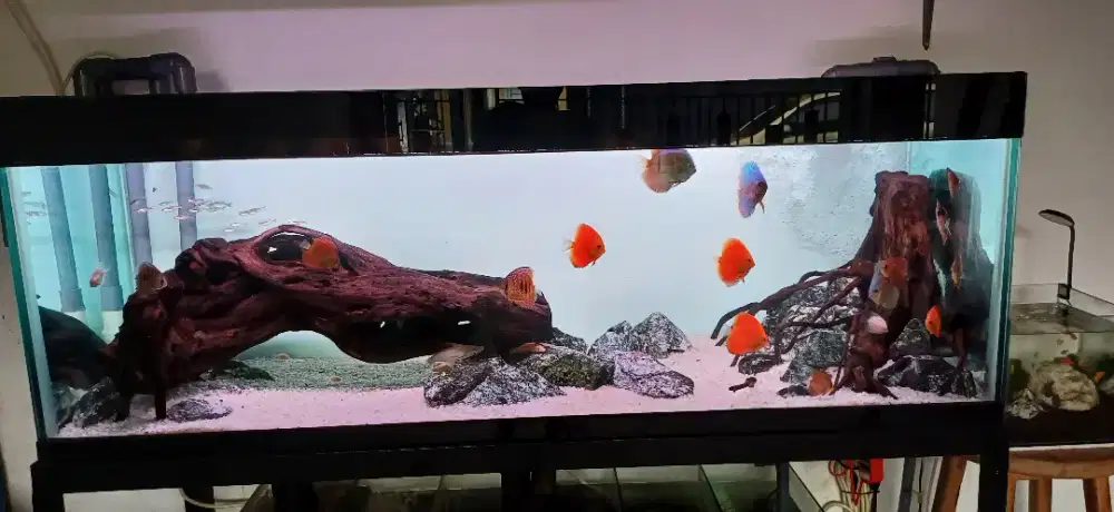aquarium tanpa ikan