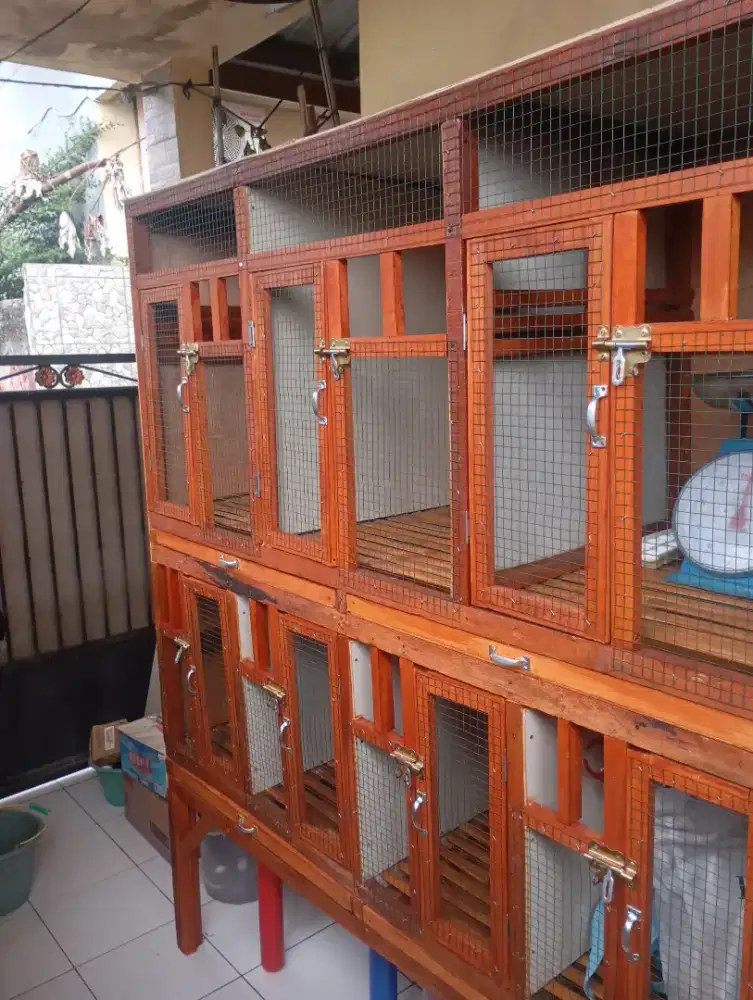 Kandang ayam untuk remaja jago biang