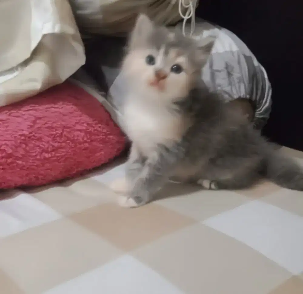 Kitten Persia flatnose mix ragdoll usia 2 bulan