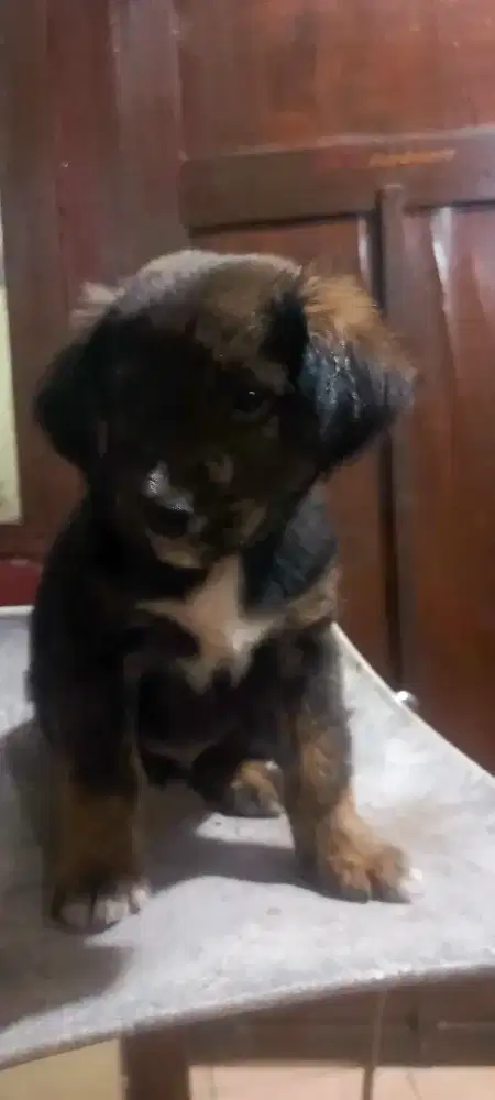 Jual anak anjing