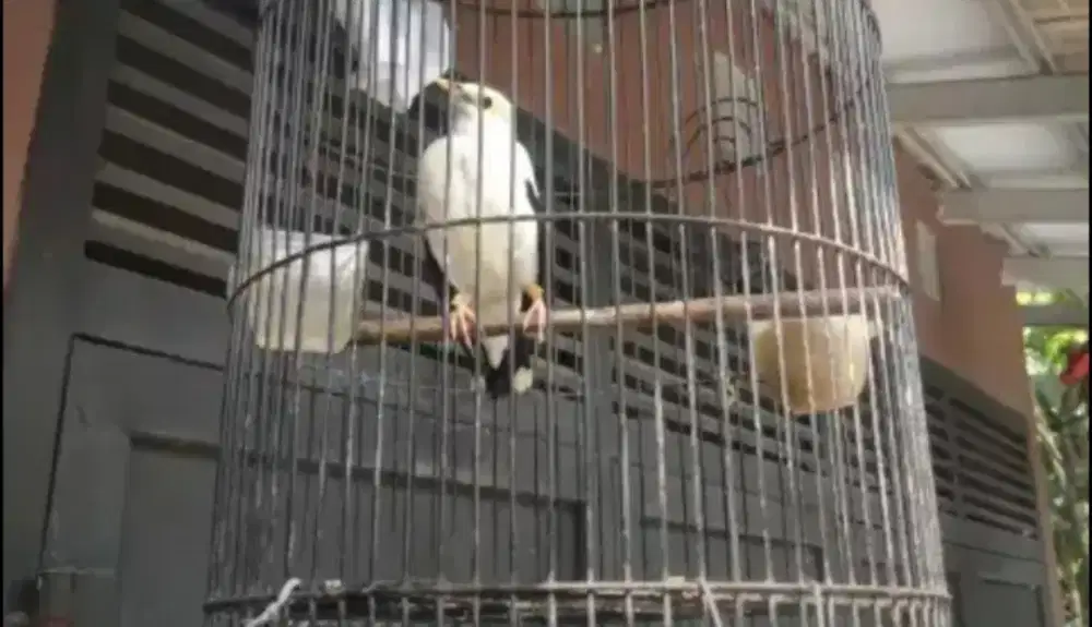 Burung Jalak Bunyi Rajin