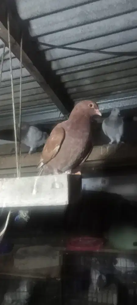 Burung dara umbaran