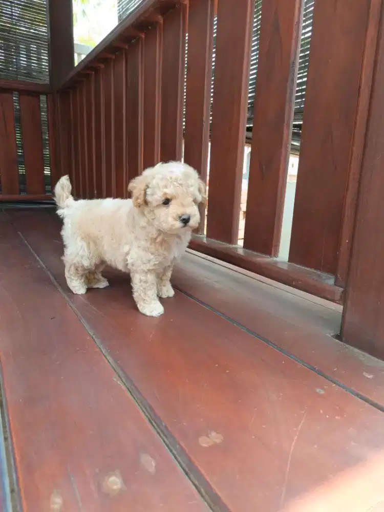 Puppy toy poodle