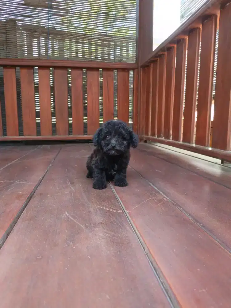 Puppy tiny poodle