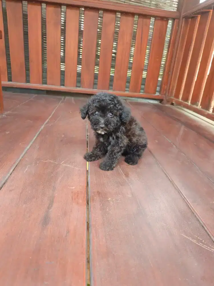 Puppy tiny poodle