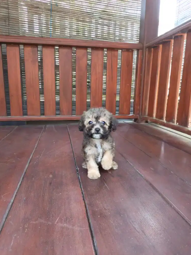 Puppy shipoo (ShihTzu poodle)