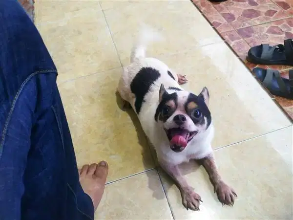 Chihuahua Pejantan