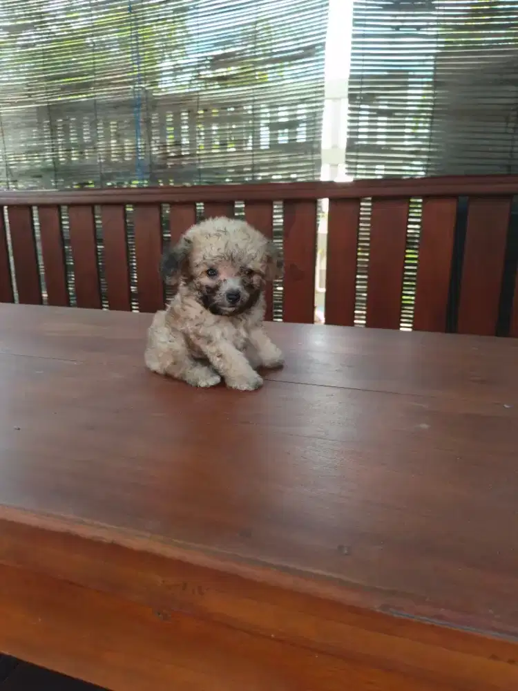 Puppy shipoo (shihtzu poodle)