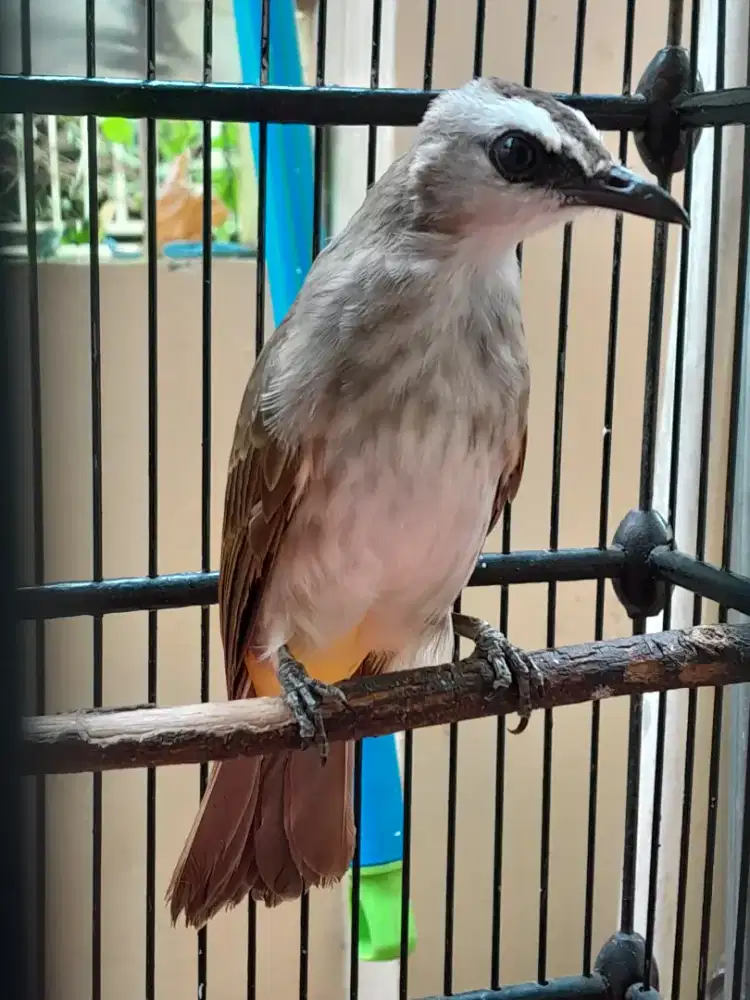 BURUNG CRUKCUK ROPEL GARUDA
