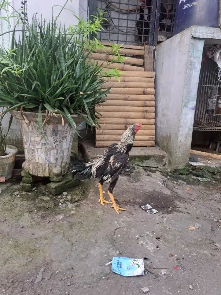 Ayam siam umur 7 bulan