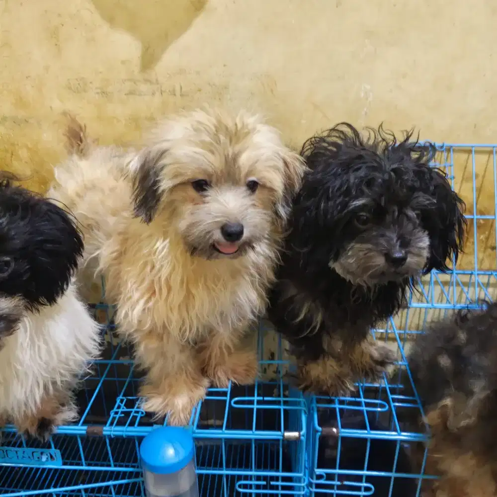Poodle mix shitzu betina 8 bulan