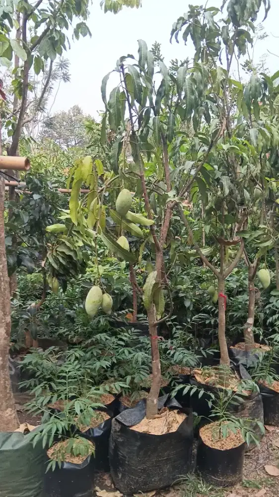 Pohon mngga okyong