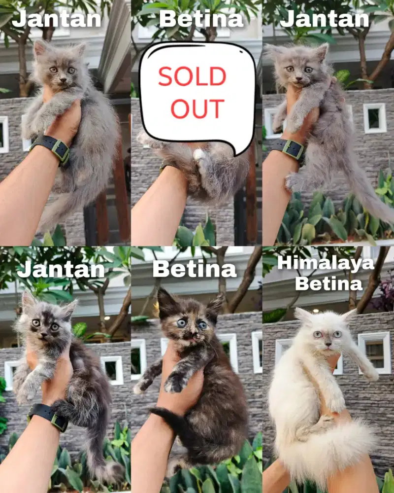 Kitten Persia dan himalaya