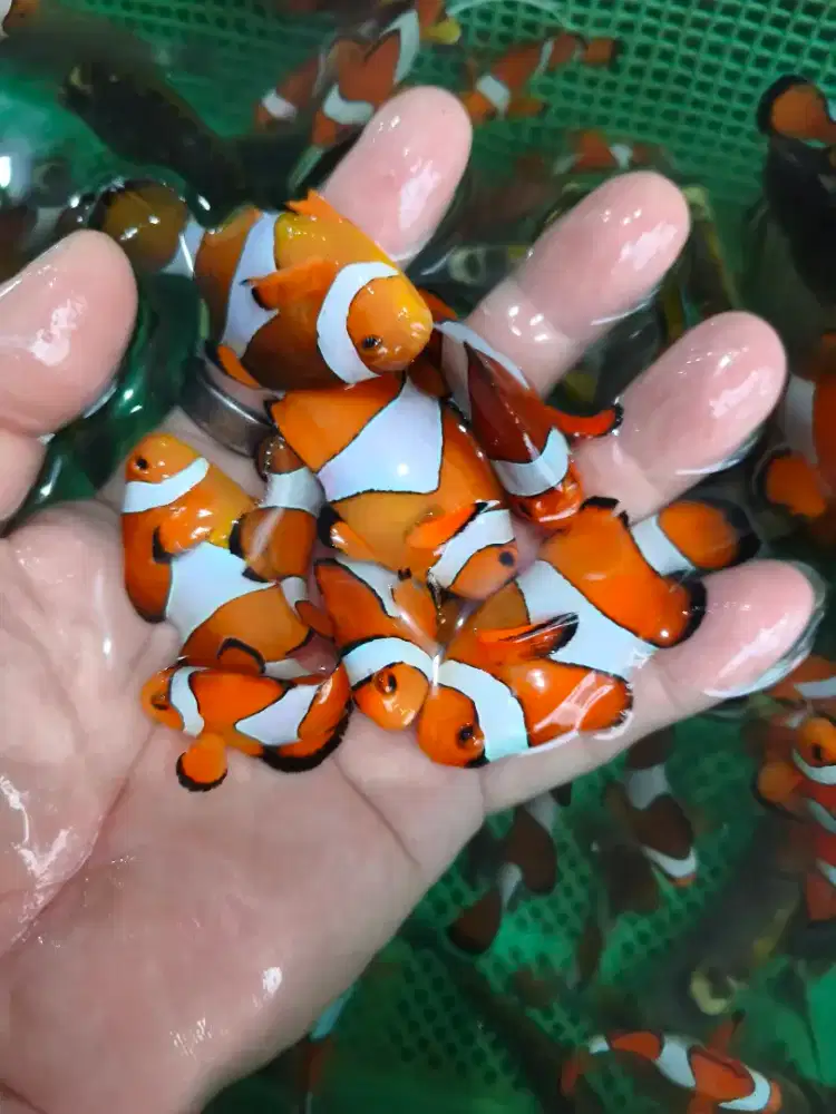 Fish keeper di toko ikan hias