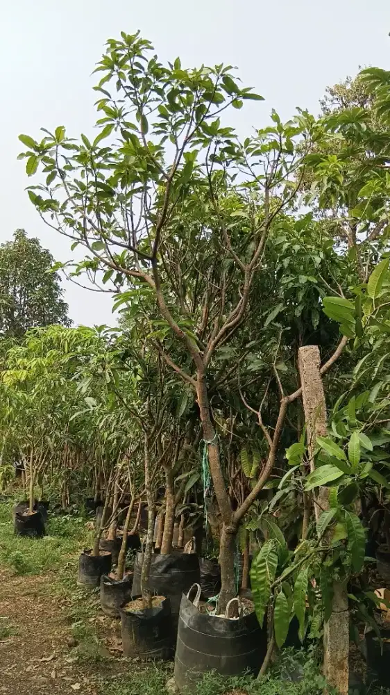 Menjual pohon indukan mangga