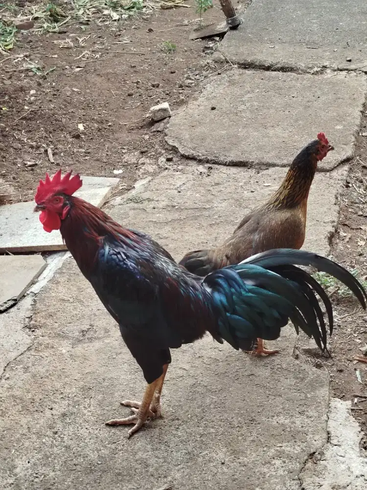 Ayam kampung indukan
