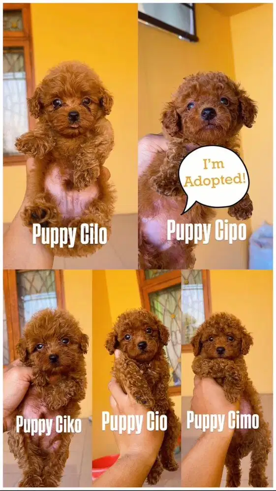 Toy Poodle lucu banget