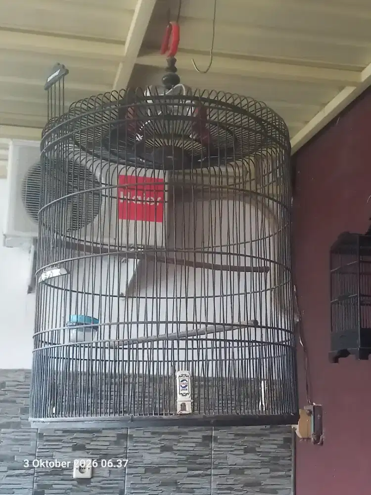 Kurungan / sangkar burung murai