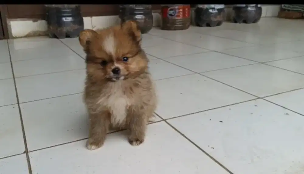 Di jual.Anak Doggy POM