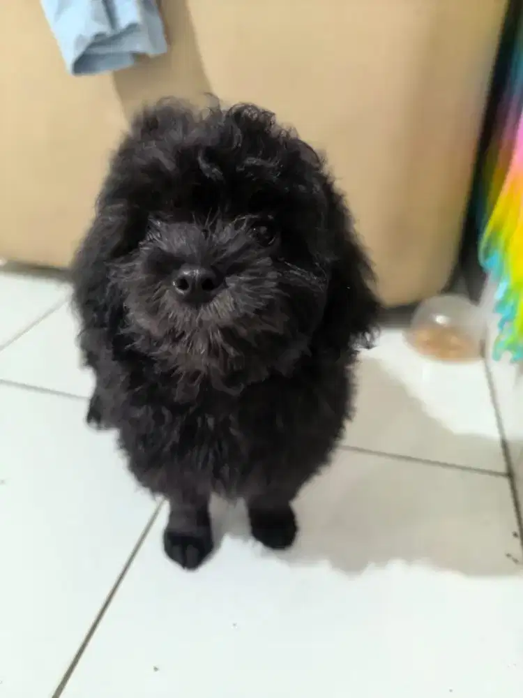 Puppies Shitzu x Poodle