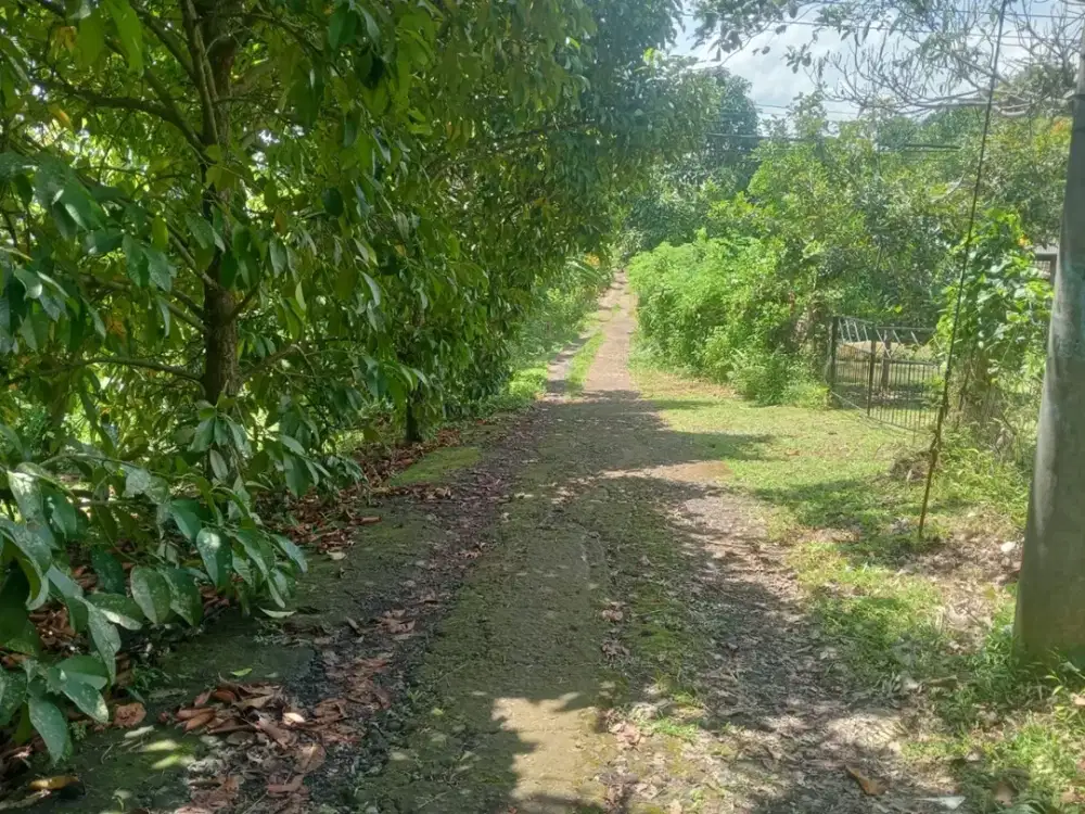 Dijual Lahan Perkebunan Murah Dekat Jalan Utama Antosari Pupuan