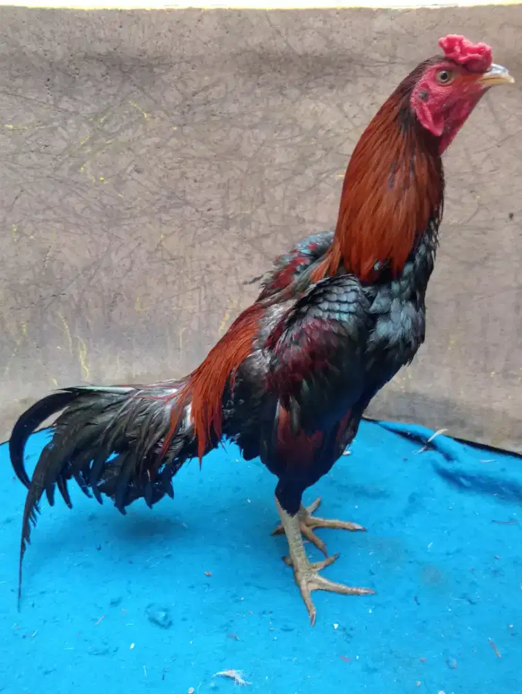 Ayam Mangon muda Jalu teplek