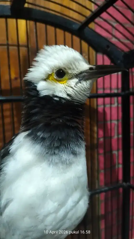 Jalak hongkong gacor