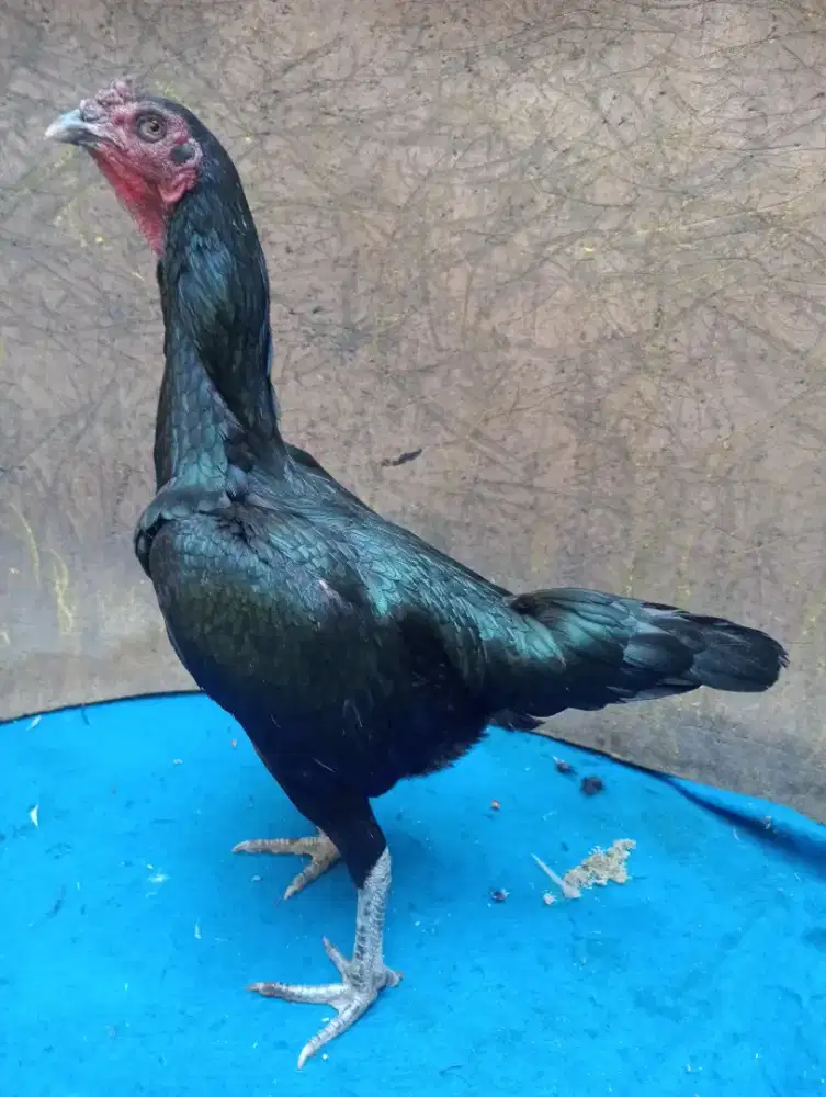 Ayam Betina Mangon Silangan Bangkok kumbang