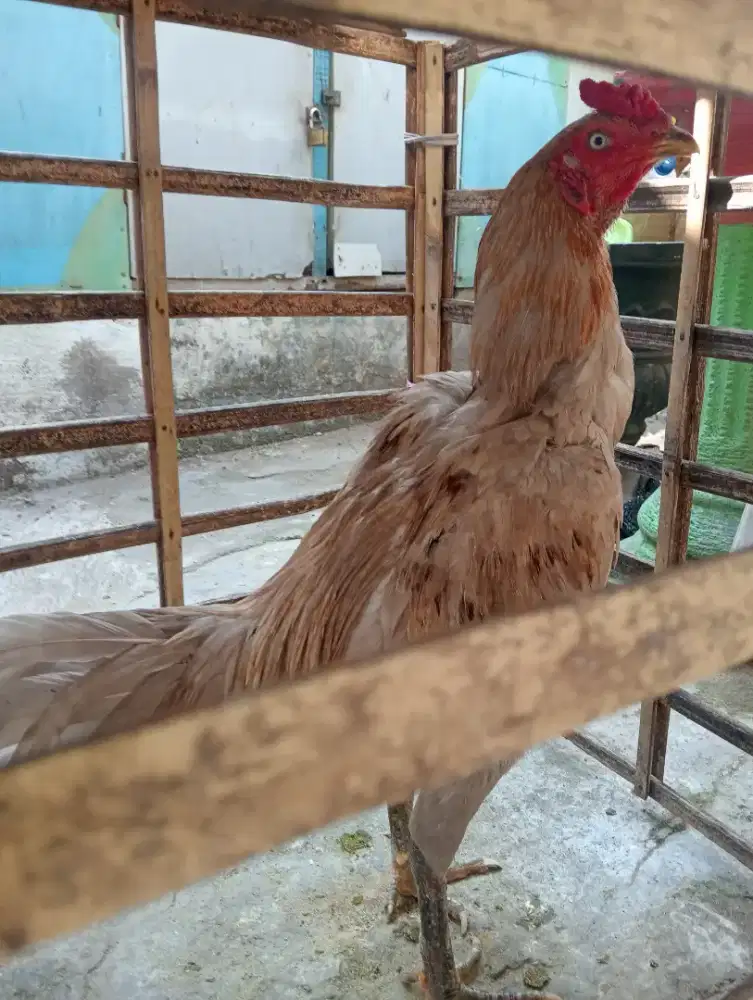 Ayam Bangkok Mangon uk 5+