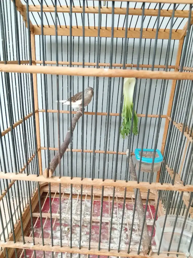 Jual burung kenari betina siapan