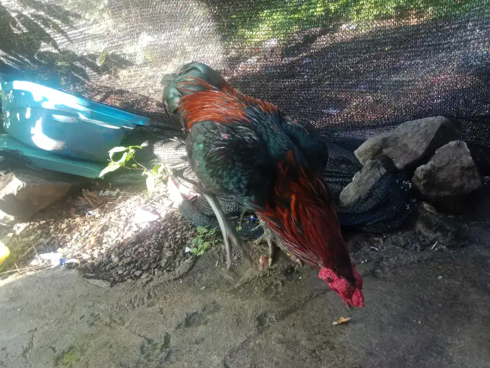 di jual ayam Bangkok