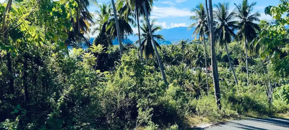 DIJUAL TANAH STRATEGIS TEPI PANTAI & KEBUN KELAPA PRODUKTIF DI BUOL