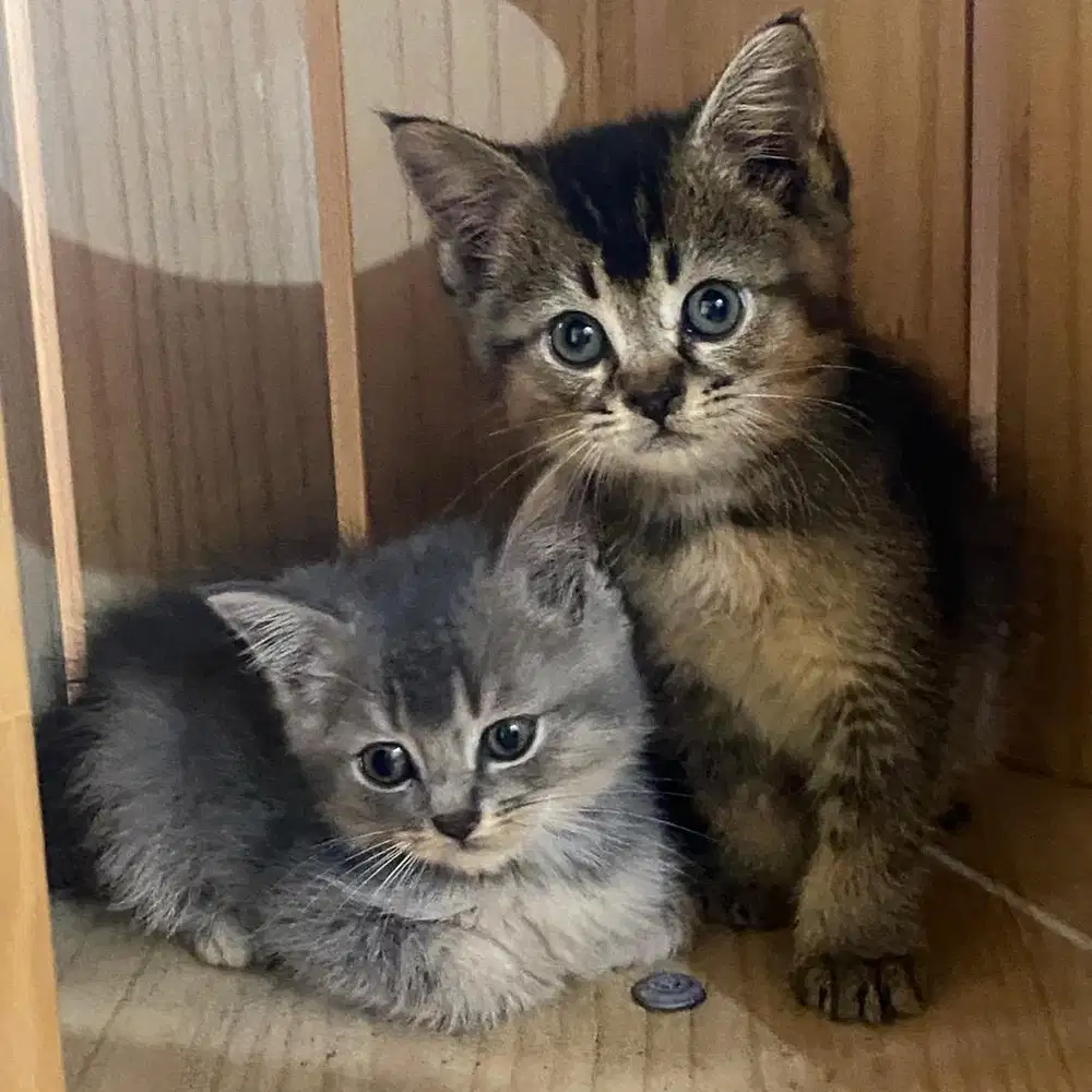 Kucing BSH British Shorthair mix