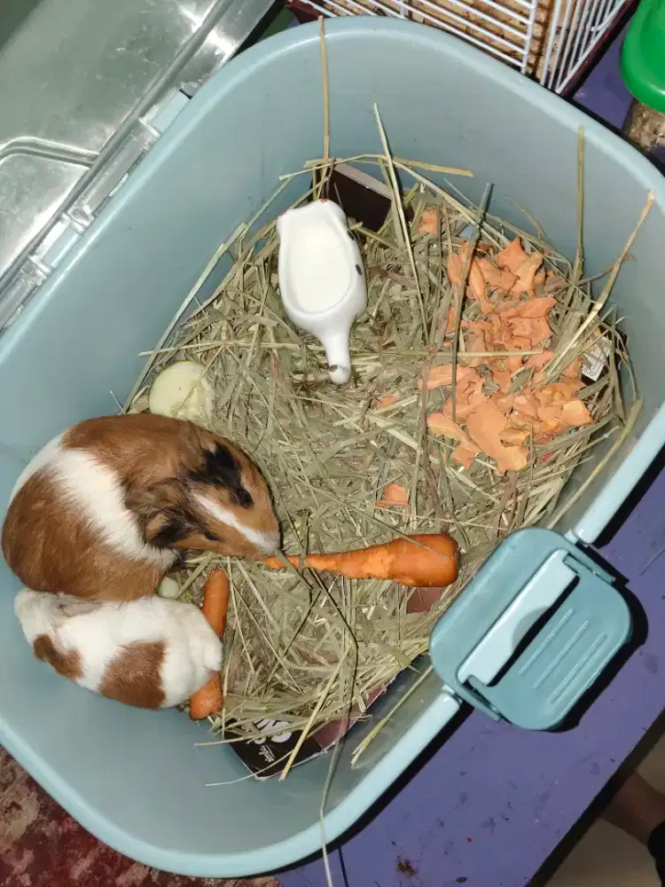 Marmut Guinea Pig