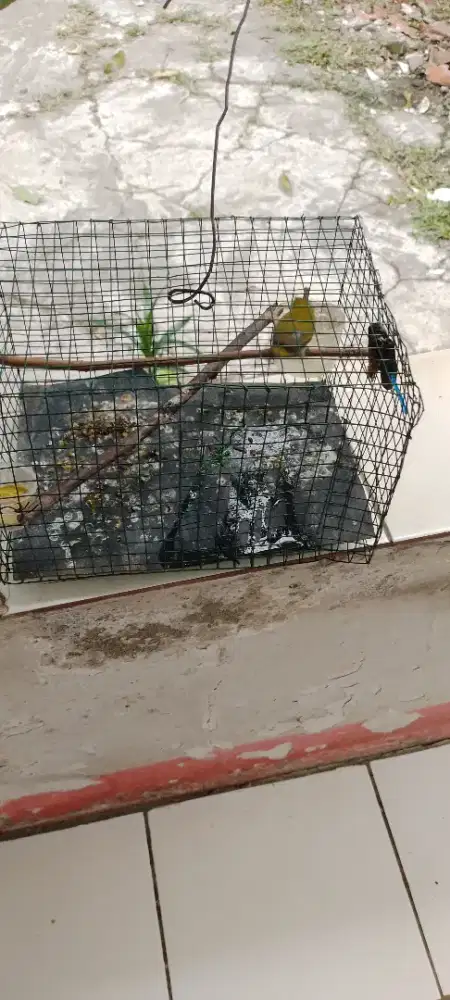Burung kacamata murah