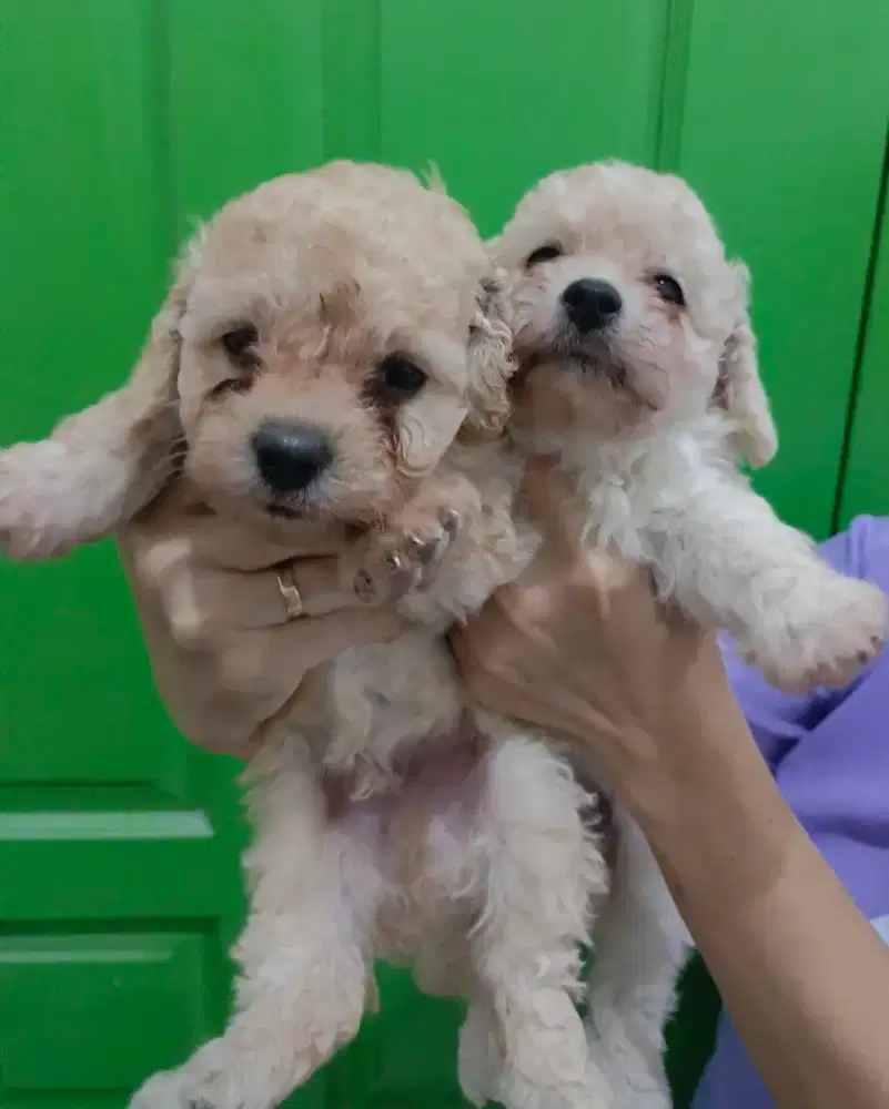 Jual Puppy Maltipo