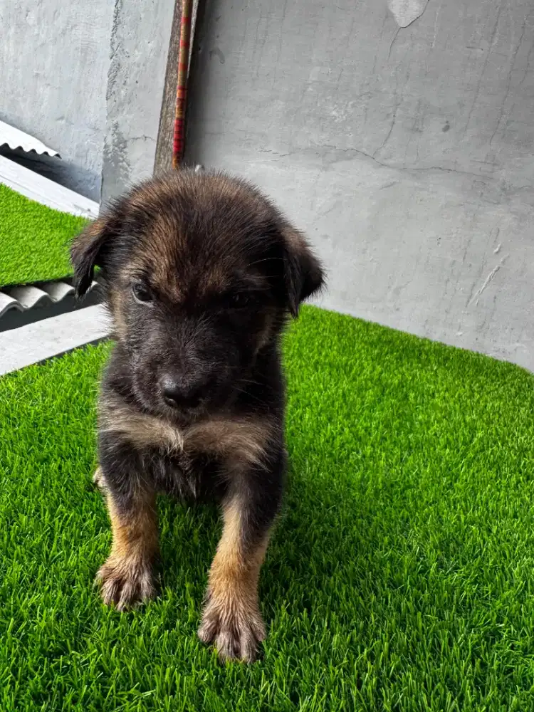 anak anjing herder/gsd mix rottweiler