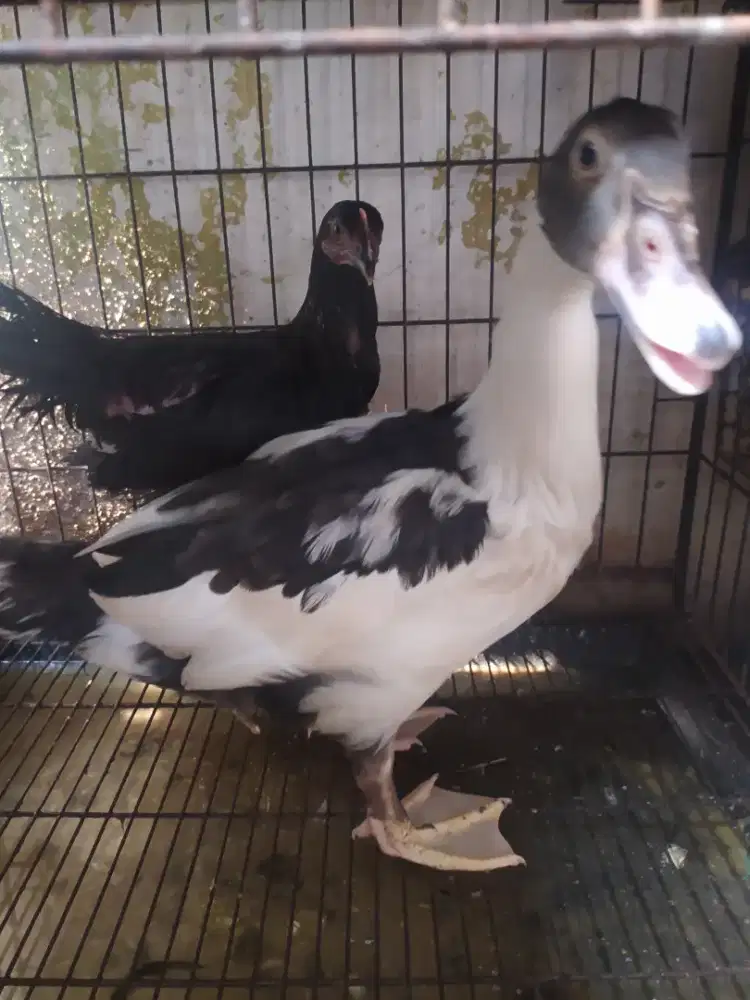 Entok + ayam kampung