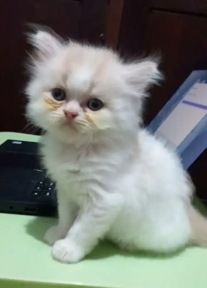 Kitten jantan persia flatnose bulu kapas