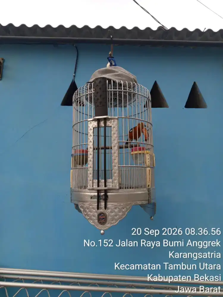 Anis Bata/Anis Merah Punglor
